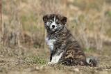 AKITA INU 097